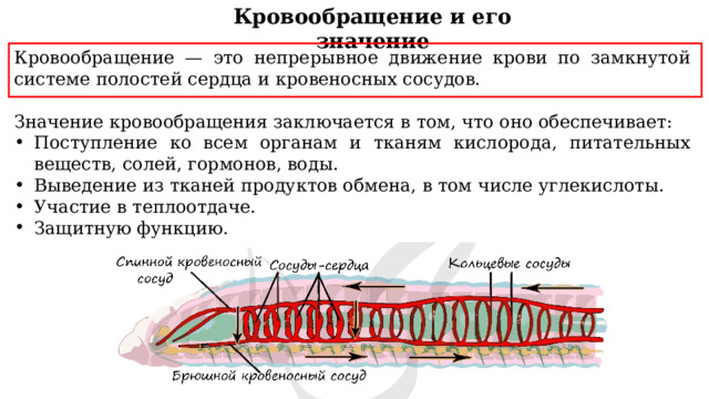 Кровообращение и его значение Кровообращение — это непрерывное движение крови по замкнутой системе полостей сердца и кровеносных сосудов. Значение кровообращения заключается в том, что оно обеспечивает: Поступление ко всем органам и тканям кислорода, питательных веществ, солей, гормонов, воды. Выведение из тканей продуктов обмена, в том числе углекислоты. Участие в теплоотдаче. Защитную функцию. 