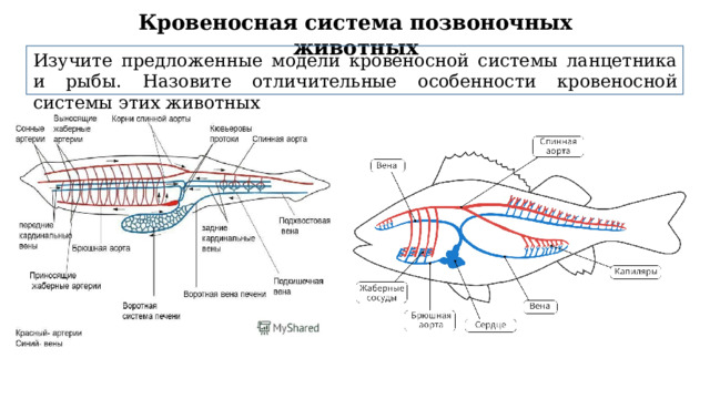Кровеносная система позвоночных животных Изучите предложенные модели кровеносной системы ланцетника и рыбы. Назовите отличительные особенности кровеносной системы этих животных 