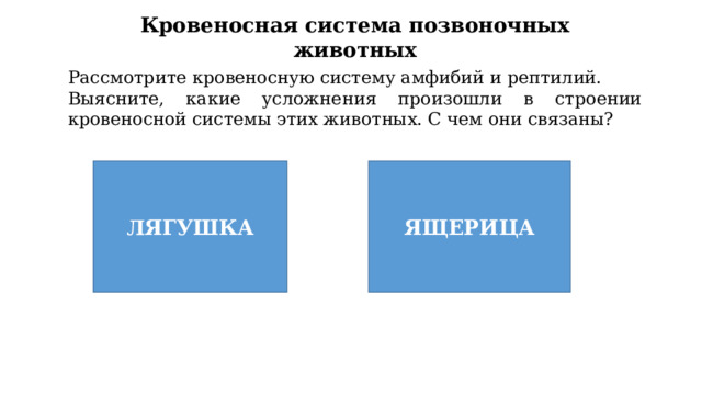 Кровеносная система позвоночных животных Рассмотрите кровеносную систему амфибий и рептилий. Выясните, какие усложнения произошли в строении кровеносной системы этих животных. С чем они связаны? ЛЯГУШКА ЯЩЕРИЦА 