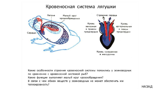 НАЗАД 