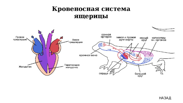 Кровеносная система ящерицы НАЗАД 