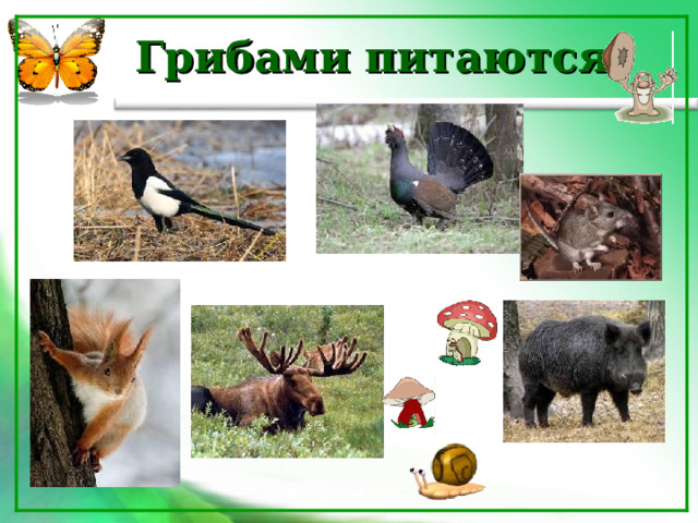 Грибами питаются:   