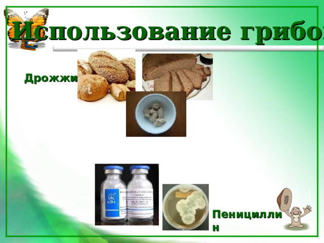 Использование грибов: Дрожжи Пенициллин 14 14 