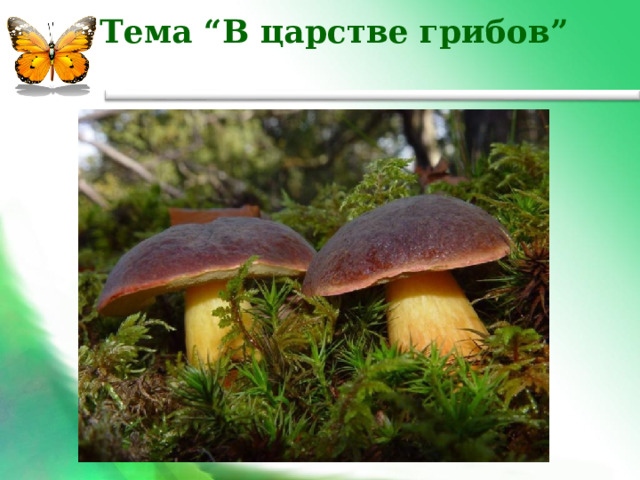  Тема “В царстве грибов” 
