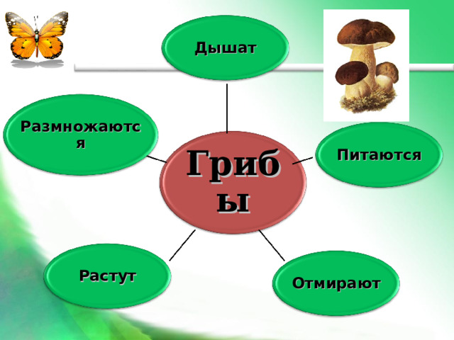 Дышат Размножаются Питаются Грибы Растут Отмирают 