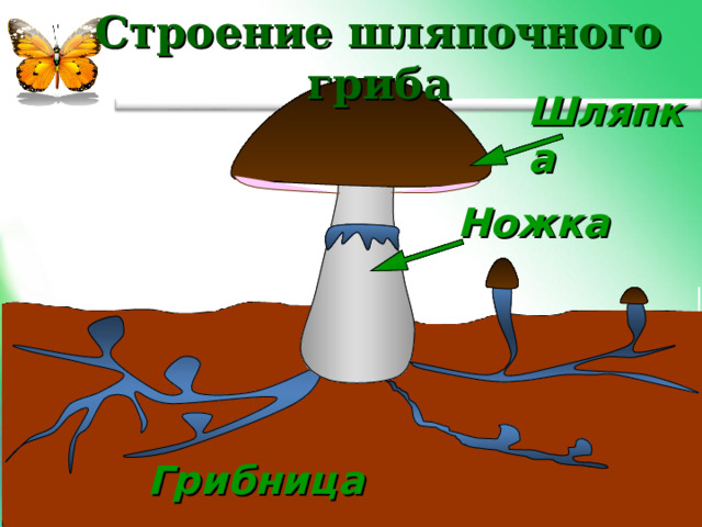 Строение шляпочного гриба Шляпка Ножка Грибница 