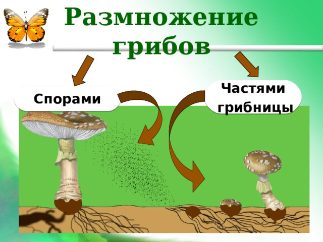 Размножение грибов Частями  грибницы Спорами 