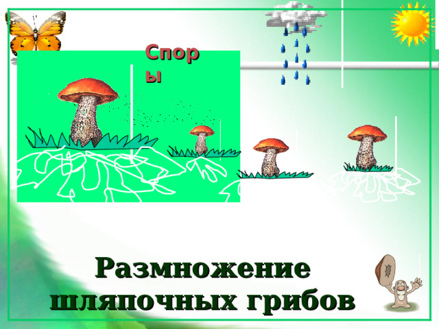 Споры Размножение шляпочных грибов 