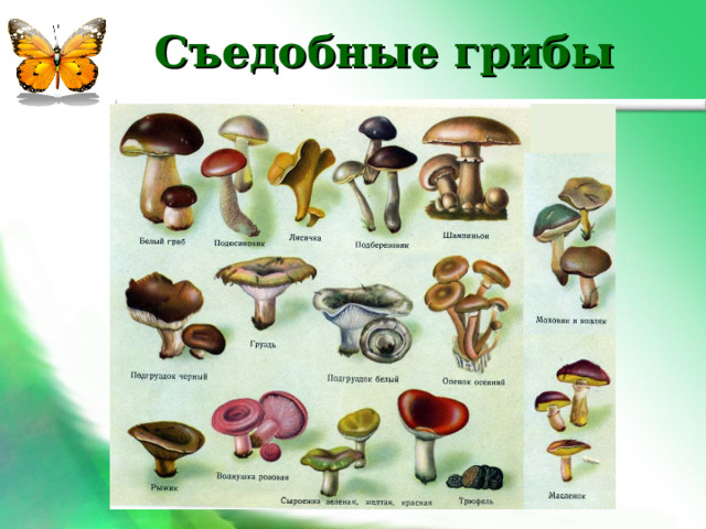 Съедобные грибы 