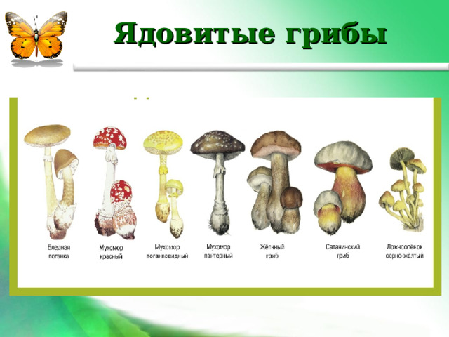  Ядовитые грибы 
