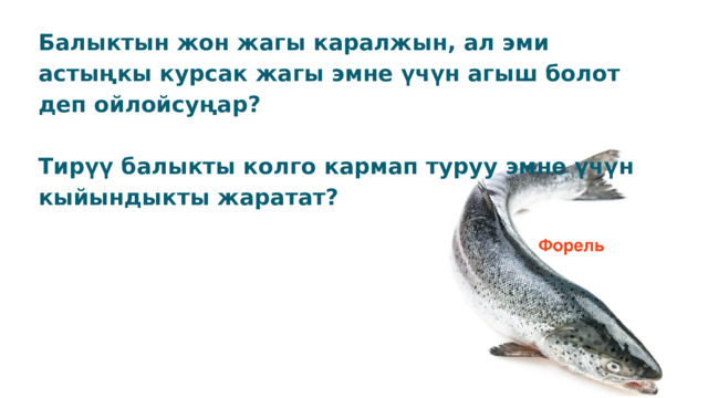 Балыктын жон жагы каралжын, ал эми астыңкы курсак жагы эмне үчүн агыш болот деп ойлойсуңар?  Тирүү балыкты колго кармап туруу эмне үчүн кыйындыкты жаратат? 