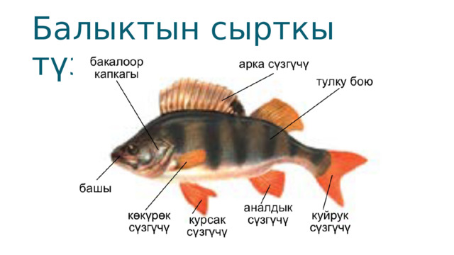 Балыктын сырткы түзүлүшү 