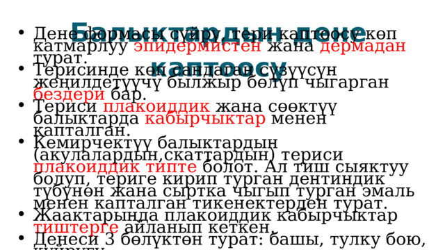Балыктардын дене каптоосу Дене формасы сүйрү, тери каптоосу көп катмарлуу эпидермистен жана дермадан турат. Терисинде көп сандаган сүзүүсүн жеңилдетүүчү былжыр бөлүп чыгарган бездери бар. Териси плакоиддик жана сөөктүү балыктарда кабырчыктар менен капталган. Кемирчектүү балыктардын (акулалардын,скаттардын) териси плакоиддик типте болот. Ал тиш сыяктуу болуп, териге кирип турган дентиндик түбүнөн жана сыртка чыгып турган эмаль менен капталган тикенектерден турат. Жаактарында плакоиддик кабырчыктар тиштерге айланып кеткен. Денеси 3 бөлүктөн турат: башы, тулку бою, куйругу 