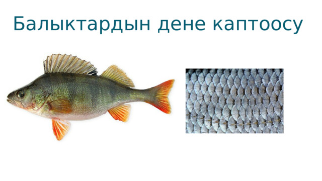 Балыктардын дене каптоосу 