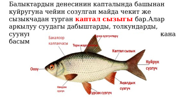 Балыктардын денесинин капталында башынан куйругуна чейин созулган майда чекит же сызыкчадан турган каптал сызыгы бар.Алар аркылуу суудагы дабыштарды, толкундарды, суунун температурасын, химиялык курамын жана басымын сезишет. 