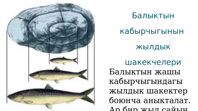 Балыктын кабырчыгынын жылдык шакекчелери Балыктын жашы кабырчыгындагы жылдык шакектер боюнча аныкталат. Ар бир жыл сайын кабырчыкта бир шакек пайда болот. 
