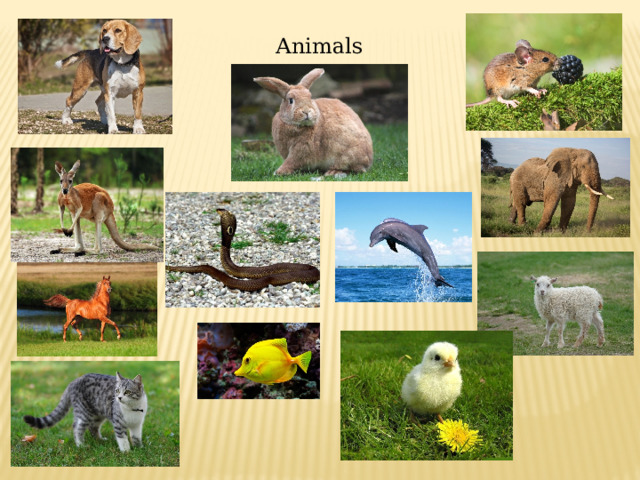 Animals 