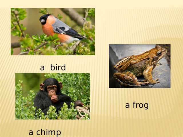 a bird a frog a chimp 