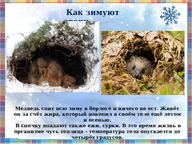  Как зимуют звери  Медведь спит всю зиму в берлоге и ничего не ест. Живёт он за счёт жира, который накопил в своём теле ещё летом и осенью.  В спячку впадают также ежи, сурки. В это время жизнь в организме чуть теплица – температура тела опускается до четырёх градусов.  