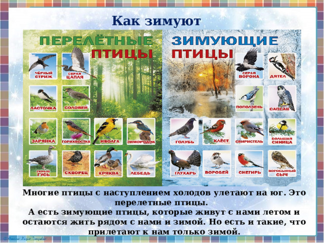  Как зимуют птицы   Многие птицы с наступлением холодов улетают на юг. Это перелетные птицы. А есть зимующие птицы, которые живут с нами летом и остаются жить рядом с нами и зимой. Но есть и такие, что прилетают к нам только зимой.  