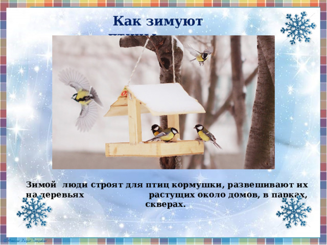  Как зимуют птицы Зимой люди строят для птиц кормушки, развешивают их на деревьях растущих около домов, в парках, скверах. 