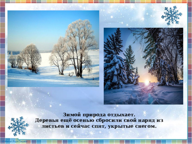 Зимой природа отдыхает. Деревья ещё осенью сбросили свой наряд из листьев и сейчас спят, укрытые снегом. 