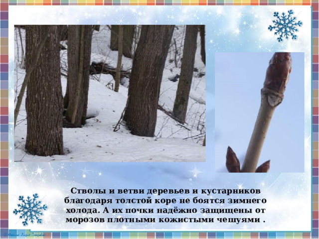 Стволы и ветви деревьев и кустарников благодаря толстой коре не боятся зимнего холода. А их почки надёжно защищены от морозов плотными кожистыми чешуями . 