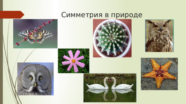 Симметрия в природе 