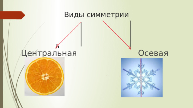 Виды симметрии Центральная Осевая 