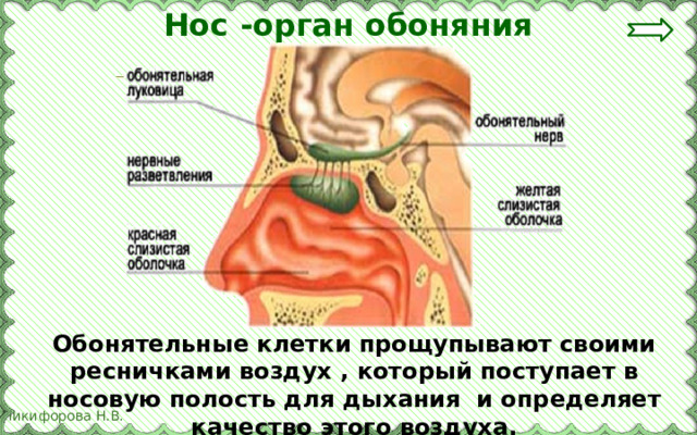 Нос -орган обоняния Обонятельные клетки прощупывают своими ресничками воздух , который поступает в носовую полость для дыхания и определяет качество этого воздуха. 