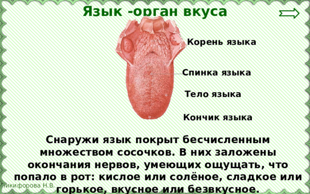 Язык -орган вкуса Корень языка Спинка языка Тело языка Кончик языка Снаружи язык покрыт бесчисленным множеством сосочков. В них заложены окончания нервов, умеющих ощущать, что попало в рот: кислое или солёное, сладкое или горькое, вкусное или безвкусное. 