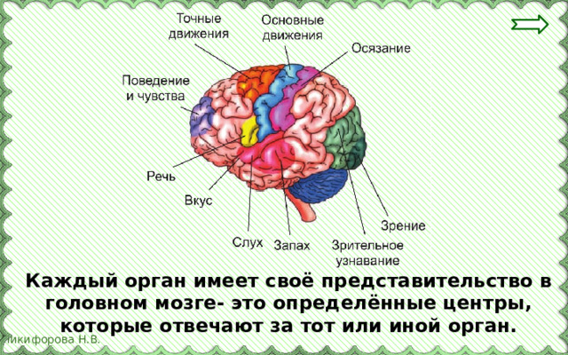 Каждый орган имеет своё представительство в головном мозге- это определённые центры, которые отвечают за тот или иной орган. 