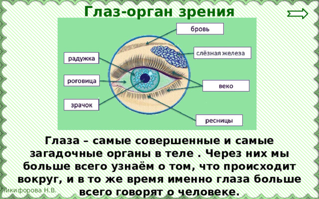 Глаз-орган зрения Глаза – самые совершенные и самые загадочные органы в теле . Через них мы больше всего узнаём о том, что происходит вокруг, и в то же время именно глаза больше всего говорят о человеке. 
