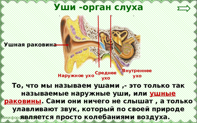 Уши -орган слуха Ушная раковина Внутреннее ухо Среднее ухо Наружное ухо То, что мы называем ушами ,- это только так называемые наружные уши, или ушные раковины . Сами они ничего не слышат , а только улавливают звук, который по своей природе является просто колебаниями воздуха. 