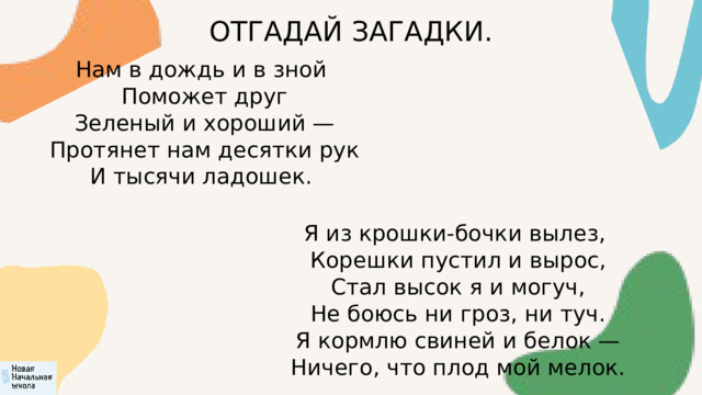 ОТГАДАЙ ЗАГАДКИ. Нам в дождь и в зной  Поможет друг  Зеленый и хороший —  Протянет нам десятки рук  И тысячи ладошек. Я из крошки-бочки вылез,  Корешки пустил и вырос,  Стал высок я и могуч,  Не боюсь ни гроз, ни туч.  Я кормлю свиней и белок —  Ничего, что плод мой мелок. 