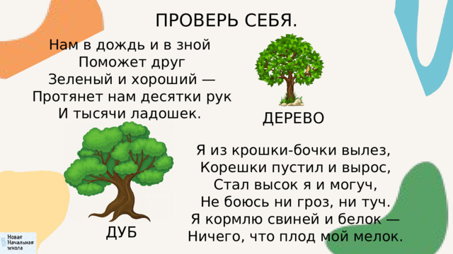 ПРОВЕРЬ СЕБЯ. Нам в дождь и в зной  Поможет друг  Зеленый и хороший —  Протянет нам десятки рук  И тысячи ладошек. ДЕРЕВО Я из крошки-бочки вылез,  Корешки пустил и вырос,  Стал высок я и могуч,  Не боюсь ни гроз, ни туч.  Я кормлю свиней и белок —  Ничего, что плод мой мелок. ДУБ 