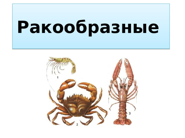 Ракообразные 