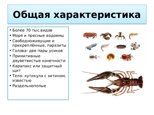 Общая характеристика Более 70 тыс.видов Моря и пресные водоемы Свободноживущие и прикреплённые, паразиты Голова- две пары усиков Примитивные двуветвистые конечности Карапакс или защитный щит Тело- кутикула с хитином, известью Раздельнополые 
