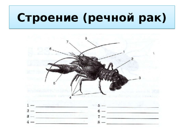 Строение (речной рак) 