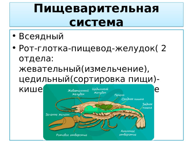 Пищеварительная система Всеядный Рот-глотка-пищевод-желудок( 2 отдела: жевательный(измельчение), цедильный(сортировка пищи)-кишечник-анальное отверстие 
