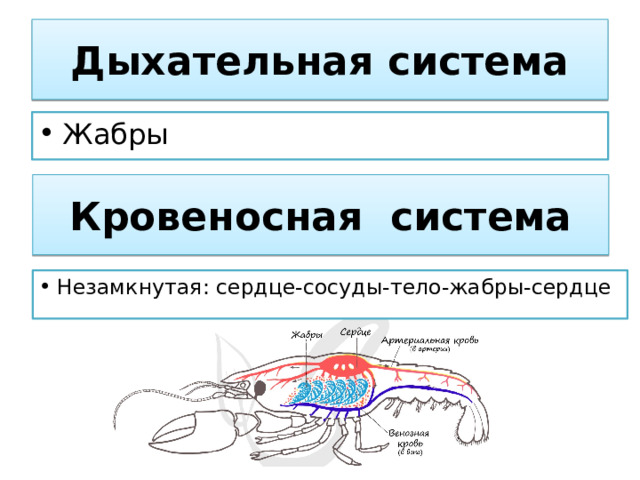 Дыхательная система Жабры Кровеносная система Незамкнутая: сердце-сосуды-тело-жабры-сердце 