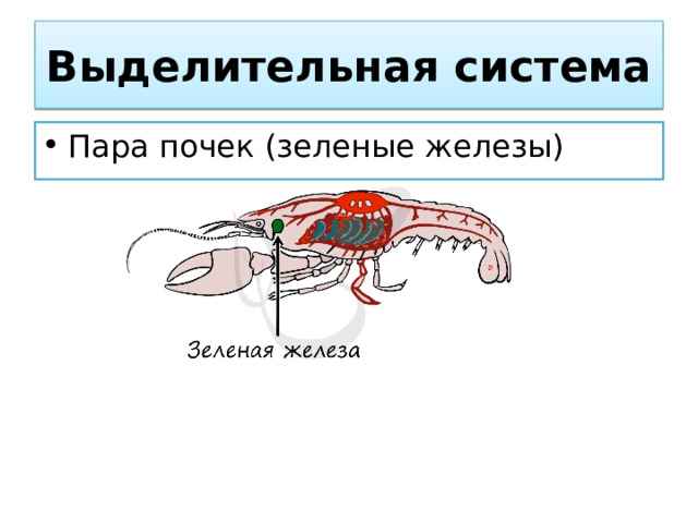 Выделительная система Пара почек (зеленые железы) 