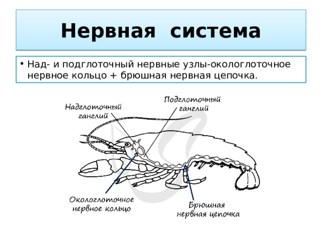 Нервная система Над- и подглоточный нервные узлы-окологлоточное нервное кольцо + брюшная нервная цепочка. 