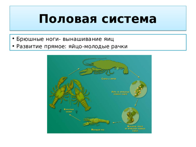 Половая система Брюшные ноги- вынашивание яиц Развитие прямое: яйцо-молодые рачки 