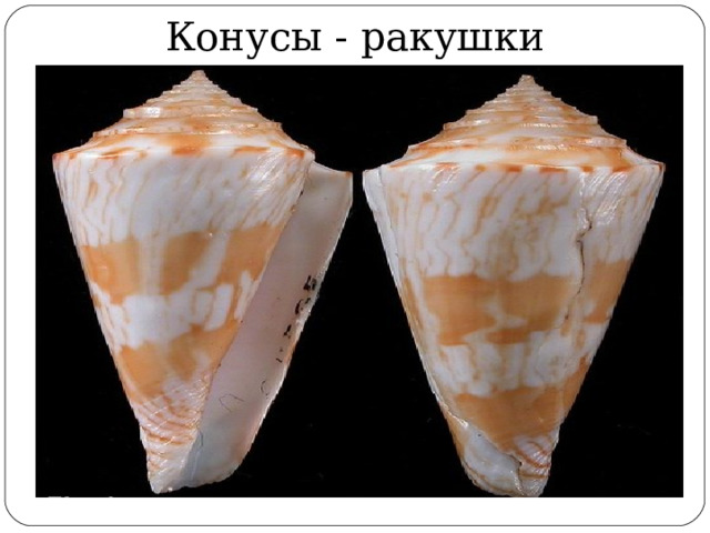 Конусы - ракушки 