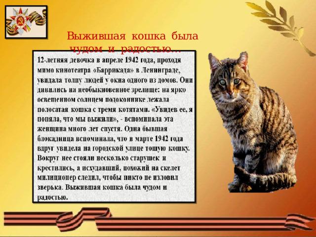 Выжившая кошка была  чудом и радостью…    