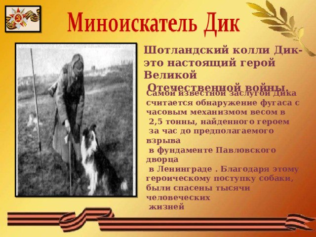 Шотландский колли Дик- это настоящий герой Великой  Отечественной войны. Самой известной заслугой Дика считается обнаружение фугаса с часовым механизмом весом в  2,5 тонны, найденного героем  за час до предполагаемого взрыва  в фундаменте Павловского дворца  в Ленинграде . Благодаря этому героическому поступку собаки, были спасены тысячи человеческих  жизней  