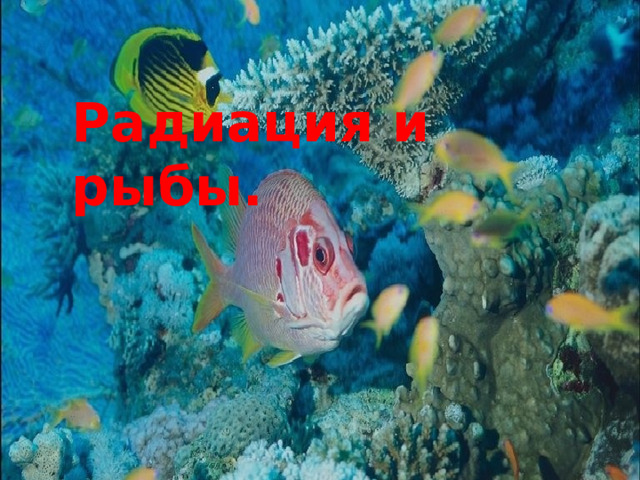  Радиация и рыбы Радиация и рыбы. 
