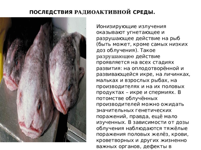 ПОСЛЕДСТВИЯ РАДИОАКТИВНОЙ СРЕДЫ. Ионизирующие излучения оказывают угнетающее и разрушающее действие на рыб (быть может, кроме самых низких доз облучения). Такое разрушающее действие проявляется на всех стадиях развития: на оплодотворённой и развивающейся икре, на личинках, мальках и взрослых рыбах, на производителях и на их половых продуктах – икре и спермиях. В потомстве облучённых производителей можно ожидать значительных генетических поражений, правда, ещё мало изученных. В зависимости от дозы облучения наблюдаются тяжёлые поражения половых желёз, крови, кроветворных и других жизненно важных органов, дефекты в развитии и уродства у эмбрионов и личинок, повышенные отходы, отставание в росте и т. д. 