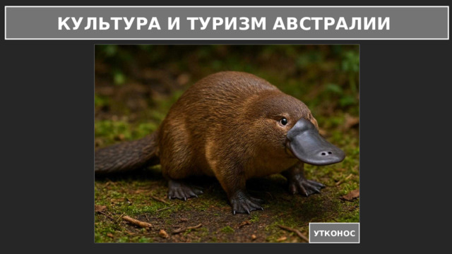 КУЛЬТУРА И ТУРИЗМ АВСТРАЛИИ УТКОНОС 
